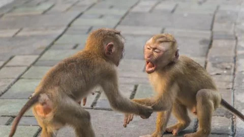 The Macaque Monkeys of Monkey Hill, Phuket. Stock Photos