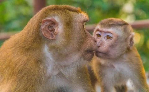 The Macaque Monkeys of Monkey Hill, Phuket. Stock Photos