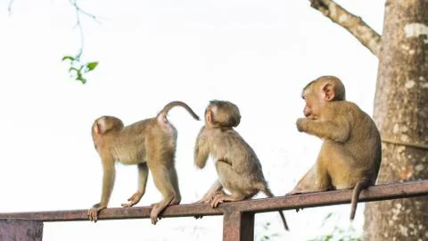The Macaque Monkeys of Monkey Hill, Phuket. Stock Photos