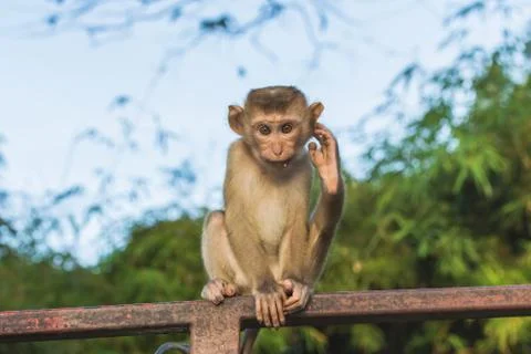 The Macaque Monkeys of Monkey Hill, Phuket. Stock Photos