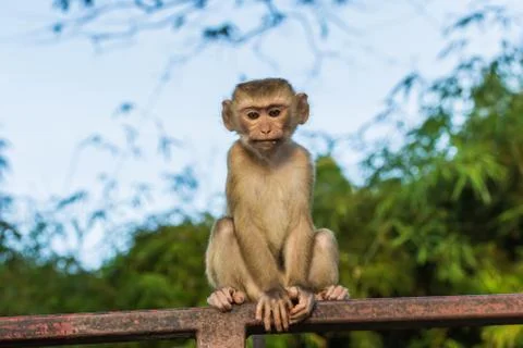 The Macaque Monkeys of Monkey Hill, Phuket. Stock Photos