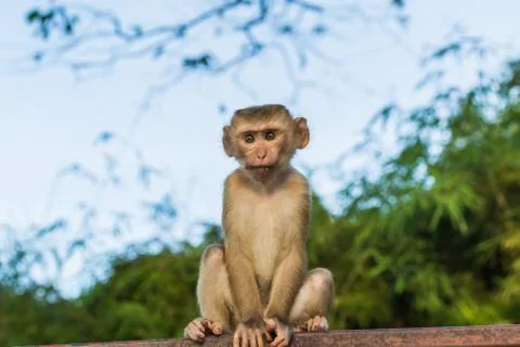 The Macaque Monkeys of Monkey Hill, Phuket. Stock Photos