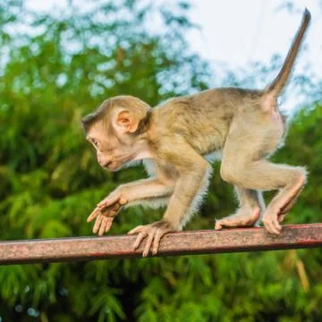The Macaque Monkeys of Monkey Hill, Phuket. Stock Photos