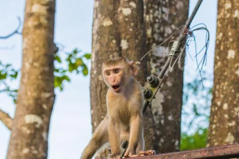 The Macaque Monkeys of Monkey Hill, Phuket. Stock Photos