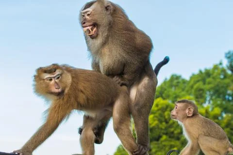 The Macaque Monkeys of Monkey Hill, Phuket. Stock Photos