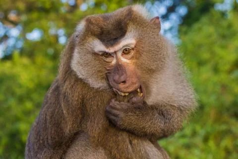 The Macaque Monkeys of Monkey Hill, Phuket. Stock Photos