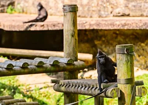 Macaque monkeys Stock Photos