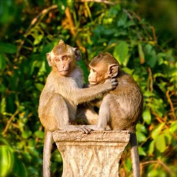 Macaque monkeys Stock Photos