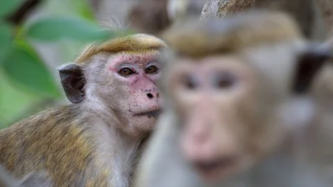 Macaque Monkeys rests on a small tree Stock Footage