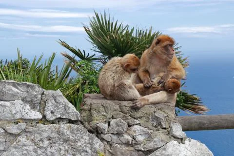 Macaque Monkeys on a Rock Looking After a Small Monkey on a Sunny Day in Gibr Stock Photos