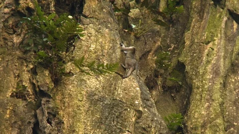 Macaque Monkeys on Rock Wall Stock-Footage 114598145