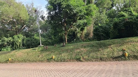 Macaque Monkeys Running Around Suburban Housing Complex Stock-Footage 336446302