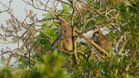 Macaque monkeys sitting, jumping, and eating in the trees Stock Footage 333223592