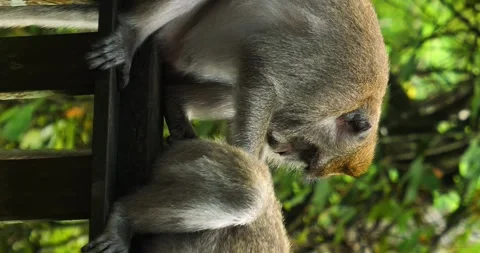Macaque monkeys sitting in the Sacred Monkey Forest Sanctuary on bali Stock-Footage 242814755