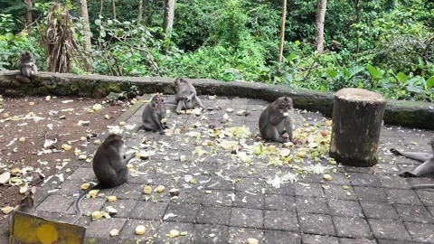 Macaque monkeys in ubud monkey forest on bali Stock Footage 336946252