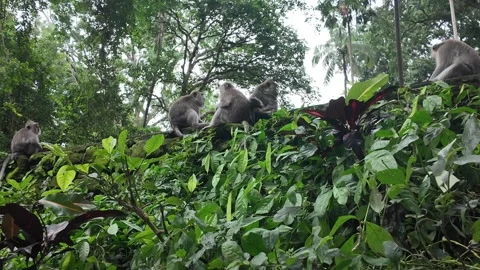 Macaque monkeys in ubud monkey forest on bali Stock Footage 336953752