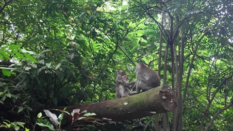 Macaque monkeys in ubud monkey forest on bali Stock-Footage 336953760