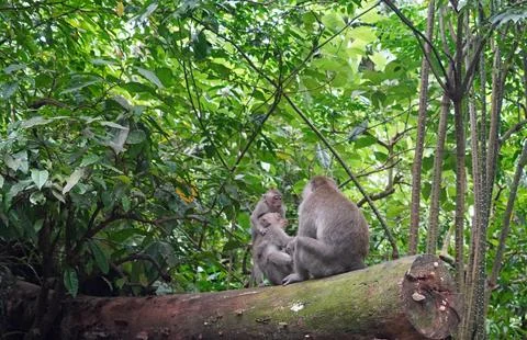  Macaque monkeys in ubud monkey forest on bali island Stock Photos