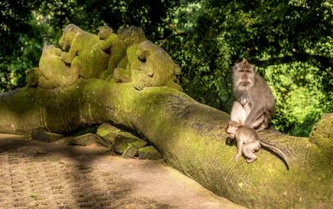 Macaque monkeys at Ubud Sacred Monkey Forest Sanctuary a nature reserve and H Stock Photos