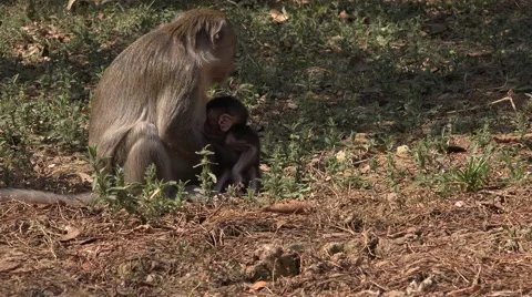 Macaque mother and son Stock Footage 61552359