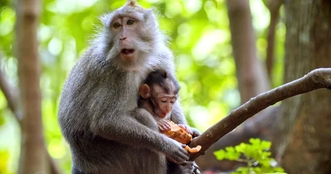 Macaque mother with child eats Stock Footage 116609867
