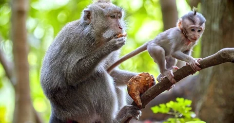 Macaque mother with restless chick sits on a branch Stock Footage 116612277