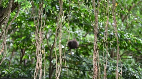 Macaque moves behind hanging roots in Ubud Stock Footage 339079413