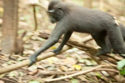 A macaque moves through the forest Stock Photos