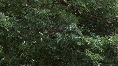 Macaque moving in a large tree in Indonesia Stock Footage 124045738