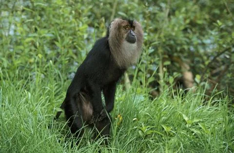 MACAQUE OUANDEROU macaca silenus Stock Photos