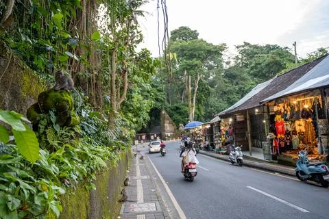 Macaque Overlooks Ubud Monkey Forest Traffic Foto stock