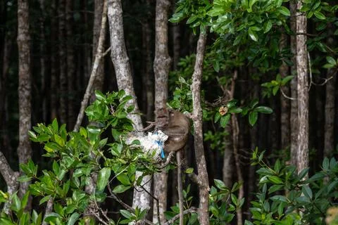 Macaque perched in mangrove tree with plastic debris Stock-Fotos
