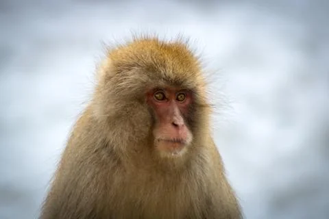 Macaque Stock Photos
