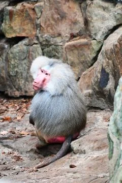 A macaque Foto stock