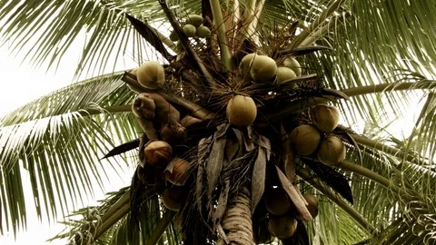 Macaque Picking Coconut in Thailand Stock Footage 74420615