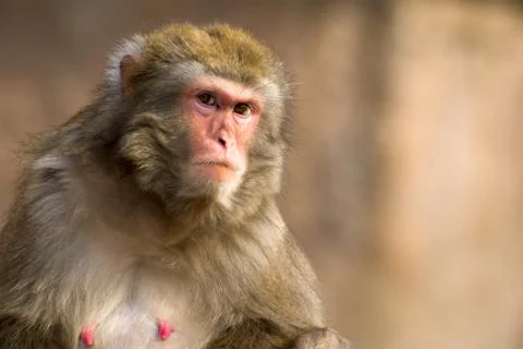 Macaque portrait 스톡 사진