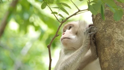 Macaque rhesus monkey in nature. Stock Footage 114387605