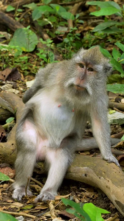 Macaque scratching its butt and sniffing its hand Stock Footage 326031289