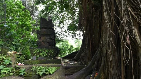 Macaque sits above shrine roots in Ubud Vidéo 339076513