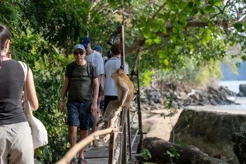 Macaque Sits Among Crowds on Monkey Trail Stock Photos