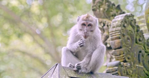 Macaque sits on a monument in the rainforest Video stock 116610020