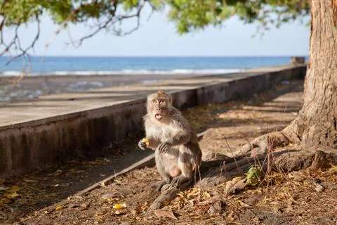 Macaque sits on the seashore. Stock Photos