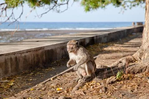 Macaque sits on the seashore. Stock Photos
