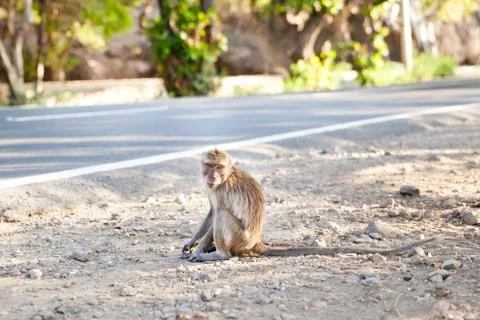 The macaque sits on the side of the road. Stock Photos