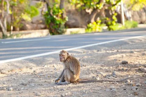 The macaque sits on the side of the road. Stock Photos