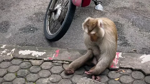 A macaque sits on the sidewalk next to a parking lot. Video stock 343617899