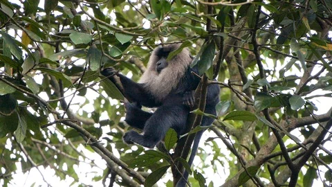 Macaque sitting on a branch 動画素材 118131274