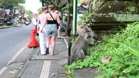 Macaque sitting by busy sidewalk in Ubud Vidéo 339077731
