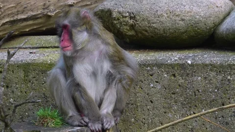 Macaque sitting  Stock Footage 275518419