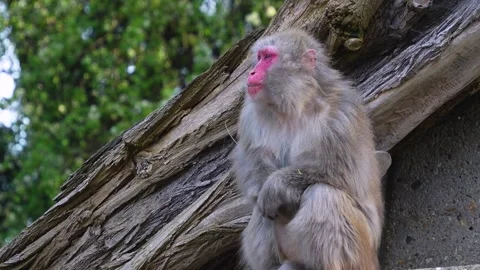 Macaque sitting  Stock Footage 275518652